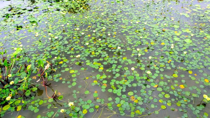 天水圍濕地公園